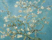 Vincent Van Gogh Almond Blossoms oil